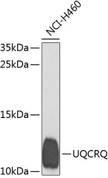 UQCRQ Antibody