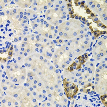CALB2 Antibody