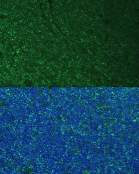 PMAIP1 Antibody