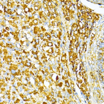 VAMP1 Antibody