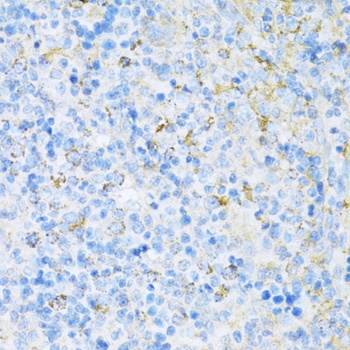 VAMP1 Antibody