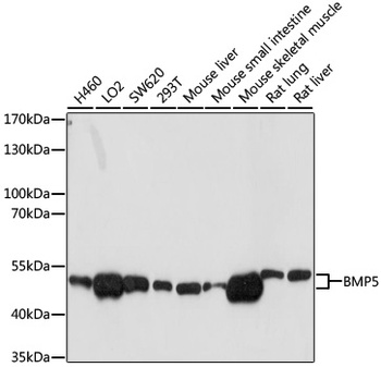 BMP5 Antibody