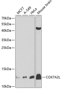 COX7A2L Antibody