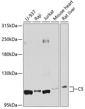 C5 Antibody
