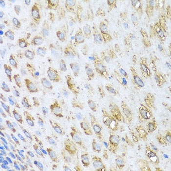 STK4 Antibody