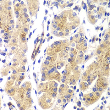 HRas Antibody