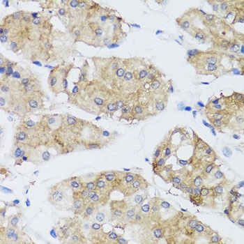FGF13 Antibody