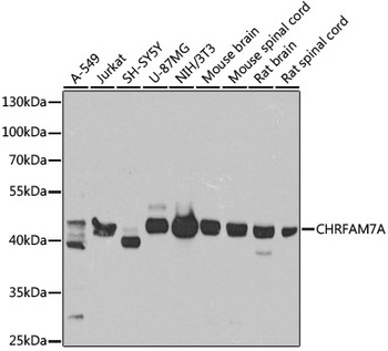 CHRFAM7A Antibody