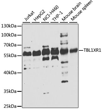 TBL1XR1 Antibody