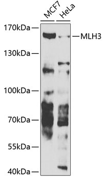 MLH3 Antibody
