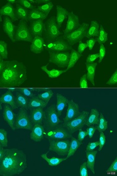 MLH3 Antibody