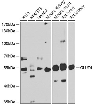 GLUT4 Antibody