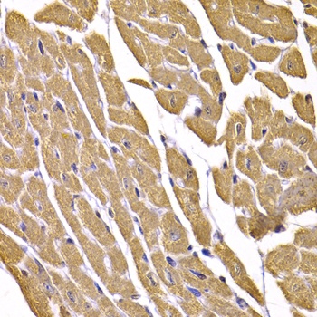 GLUT4 Antibody