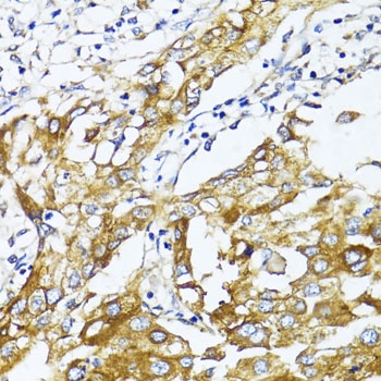 GLUT4 Antibody