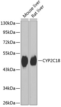 CYP2C18 Antibody