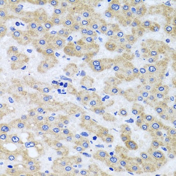 PEX3 Antibody