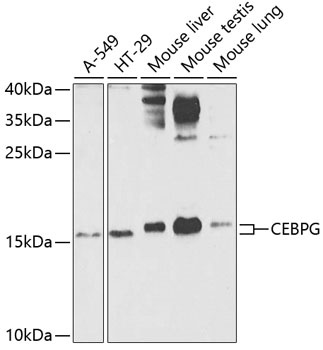 CEBPG Antibody