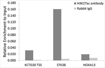 Acetyl-Histone H3-K27 pAb