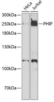 PHIP Antibody