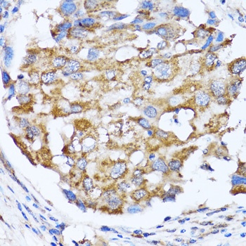 NDE1 Antibody