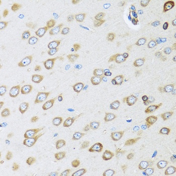 OGN Antibody