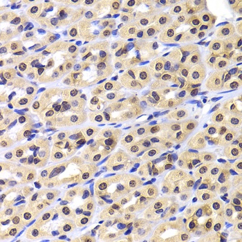 NUDC Antibody