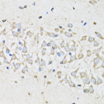 NUDC Antibody