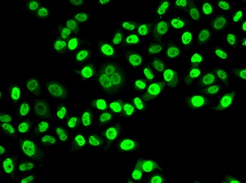 NUDC Antibody