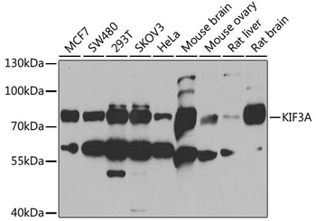 KIF3A Antibody