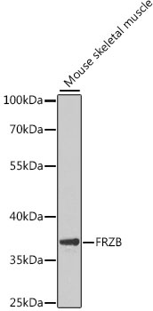 FRZB Antibody