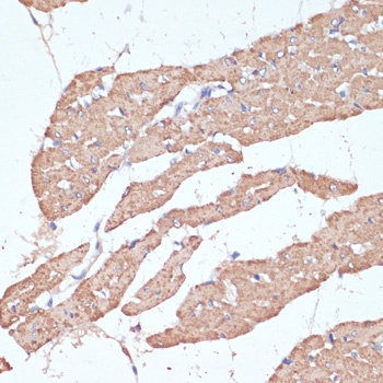 COX IV Antibody