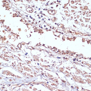COX IV Antibody