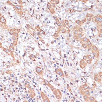 COX IV Antibody