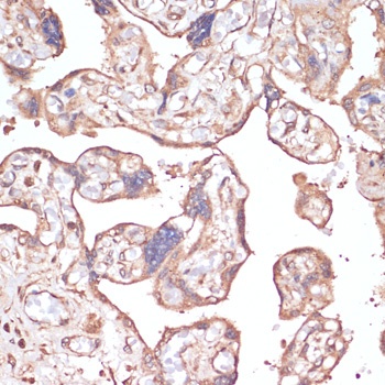 COX IV Antibody