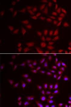 COX IV Antibody