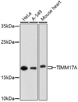 TIMM17A Antibody