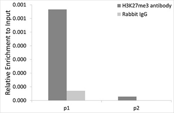 SNRPA Antibody