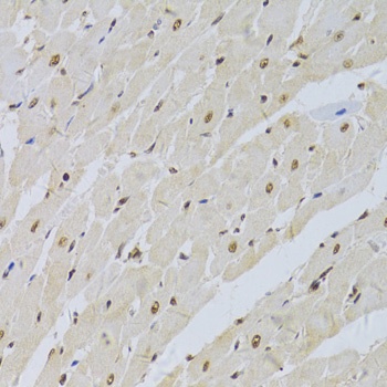 SNRPA Antibody