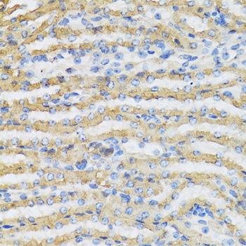 C4BPB Antibody