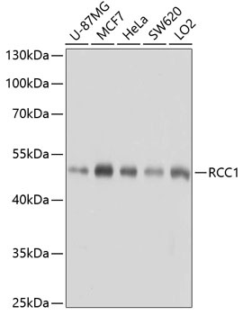 RCC1 Antibody