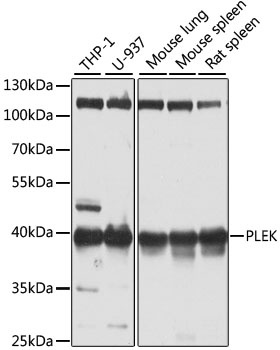 PLEK Antibody