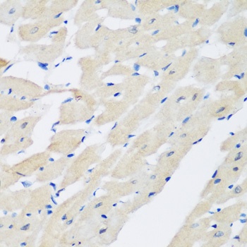 PLEK Antibody