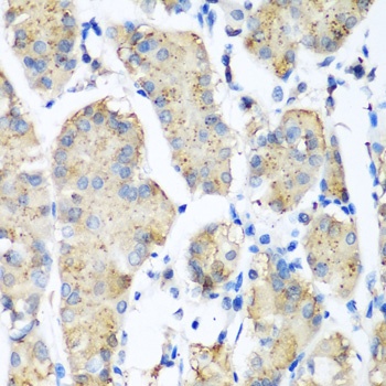 PLEK Antibody