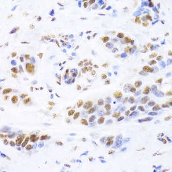 XRCC5 Antibody