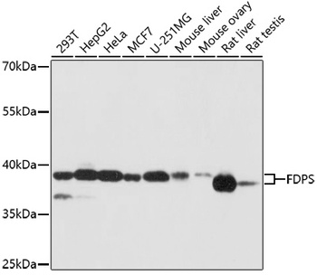 FDPS Antibody