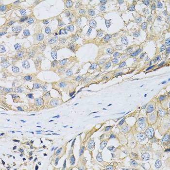CD98 Antibody