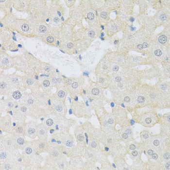 CD98 Antibody