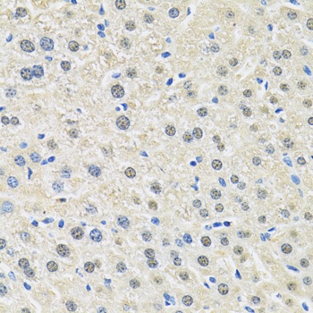 CD98 Antibody
