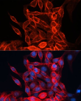 CD98 Antibody