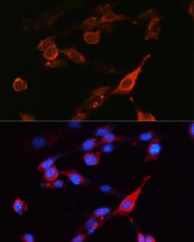 CD98 Antibody